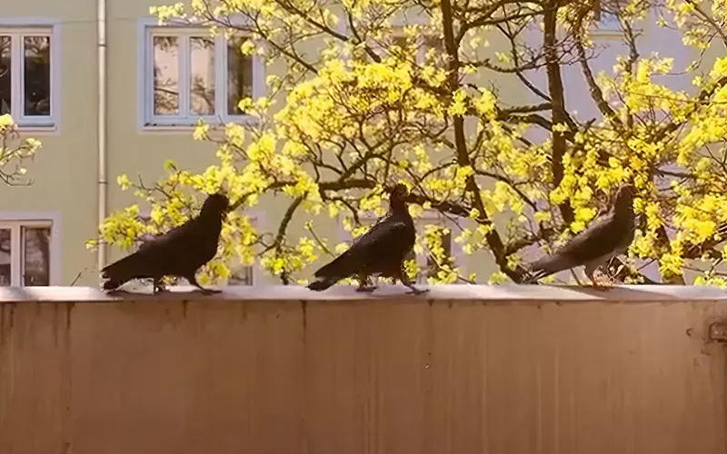 Camları Silmesinler!