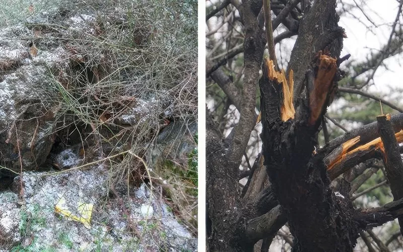 Ankara’da Kar Yağışı Sonrası Kırılan Ağaçlar