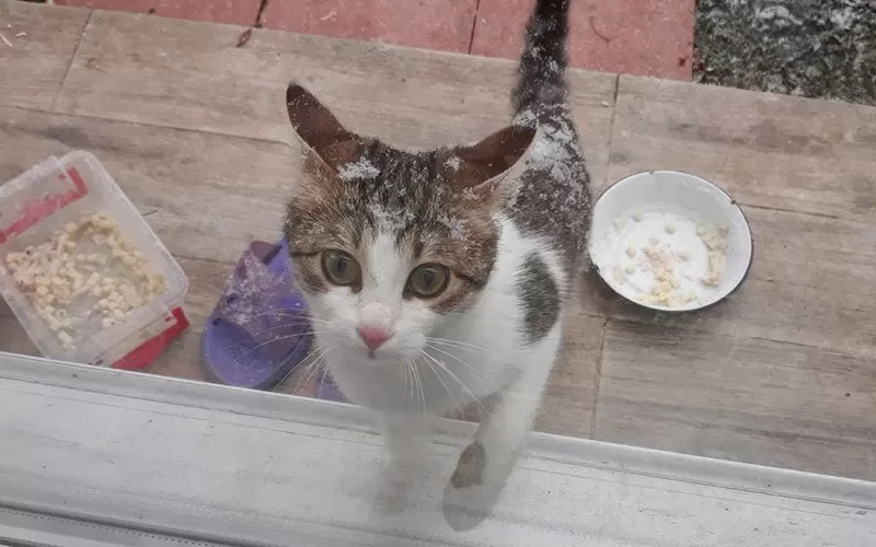 Kedili Bahçe ya da “Bir Başka Leyla’nın Evi”